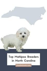 maltipoo puppies in nc from