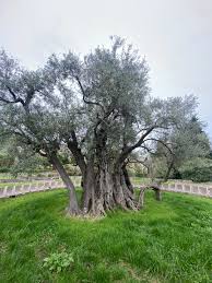 oldest olive tree in europe is located