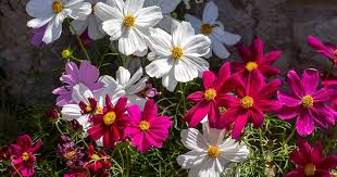 How To Grow And Care For Cosmos Flowers