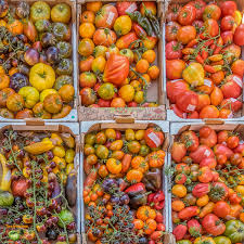 tomato tomaten pomidor aiapärl