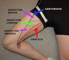 What causes dull, achy thigh pain? Pin On Anatomy
