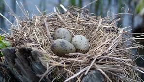 british bird eggs identification ehow uk