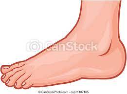 Feet) is an anatomical structure found in many vertebrates. Fuss Stehende Human Foot Stehende Abbildung Fuss Vektor Foot Human Canstock