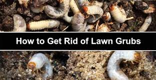 grubs in lawn how to get rid of grubs