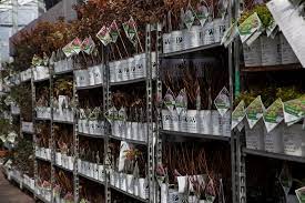 It is important to note, that we are a wholesaler of young. Proven Winners Provender Nurseries Wholesale Nursery In Swanley Kent