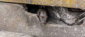 Keeping Animals Out Of Your Crawl Space
