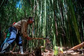 Venta mueble bambu rep dom : El Bambu Una Alternativa Sostenible