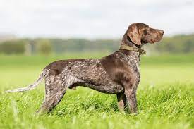 german shorthaired pointer cost