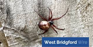 le false widow spider spotted in