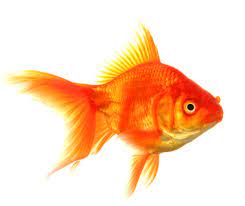Goldfish 释义| 柯林斯英语词典