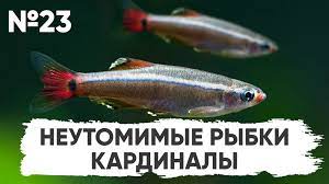 N23 неутомимые рыбки кардиналы #конкурс scalariki - BEST XXX TUBE