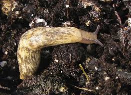 garden slugs sea slugs
