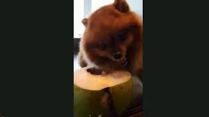 dog refuses to share coconut video is