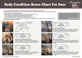 Body Condition Score Chart Deer Industry New Zealand