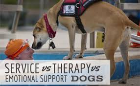 Psychiatric service dogs are a specific type of service dog. Service Dog Vs Therapy Dog Vs Emotional Support Dogs Caninejournal Com