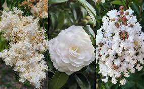 15 Immaculate White Flowering Trees To