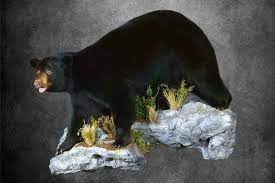 Bear Taxidermy Black Bear Mount