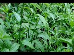 Just drink a sachet of sabah snake grass tea per day and you could be. Sabah Snake Grass Herbal Property Research And Its Side Effects By Yab Dato Mastertole Dstm Youtube