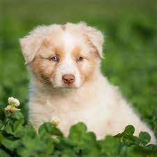 At birth, baby's eyes might be a beautiful blue or a rich brown hue—but will they change color? At What Age Do Australian Shepherds Eyes Change Color Australian Shepherd Info