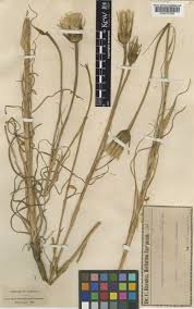 Tragopogon tommasinii Sch.Bip. | Plants of the World Online | Kew ...