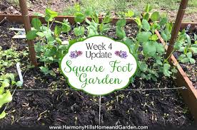 square foot garden week 4 update