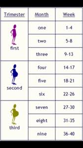 Clean Pregnancy Growth Chart Month By Month 26 Week