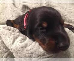We have over 23 years experience breeding only doberman pinschers. View Ad Doberman Pinscher Litter Of Puppies For Sale Near Michigan Lake Odessa Usa Adn 170775