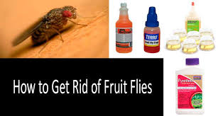 Top 5 Best Fruit Fly Traps That Work In