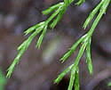 Equisetum sylvaticum (Woodland Horsetail): Minnesota Wildflowers