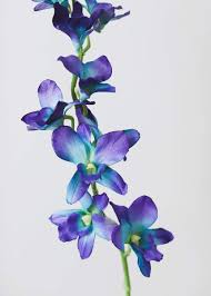 Check spelling or type a new query. Afloral Silk Dendrobium Orchid In Purple And Blue 35 Tall Buy Online In China At Desertcart 24105550