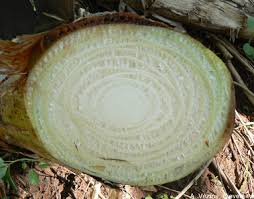 Image result for pseudo stem