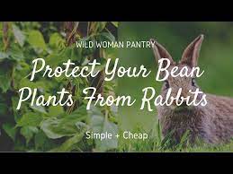 protect bean plants from rabbits diy