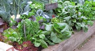 5 Top Tips For Your Spring Vege Patch