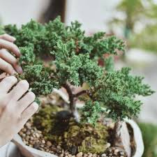the only juniper bonsai tree guide you