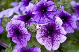 It has purple/lavender flowers in late spring. 14 Best Landscape Plants With Purple Flowers