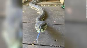 huge carpet pythons fall through
