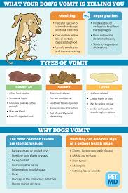 Different Types Of Dog Vomit And What They Indicate