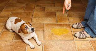 How To Remove Pet Urine From Concrete