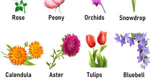 20 flowers name in english definition