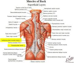 The rib cage is the arrangement of ribs attached to the vertebral column and sternum in the thorax of most vertebrates, that encloses and protects the vital organs such as the heart. The Back Muscle Anatomy Back Muscles Body Anatomy