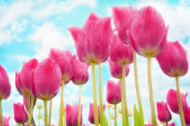 tulips flowers pink free stock photo
