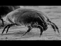 15 ways to get rid of dust mites
