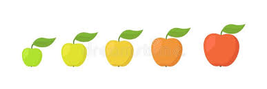Apple Fruit Ripeness Stages Chart Colour And Size Scale