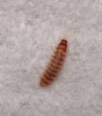 brown worms with stripes on the counter