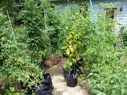 area rearranged by weather windy storm and heavy plants laden with tomatoes that are