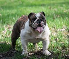 english bulldog tips what s your