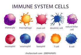 Immunology Vector Art, Icons, and Graphics for Free Download