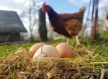 do-roosters-lay-eggs