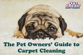 pet owners guide to carpet cleaning