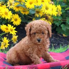 roger miniature poodle puppy
